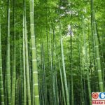 China Bamboo Wood Industry